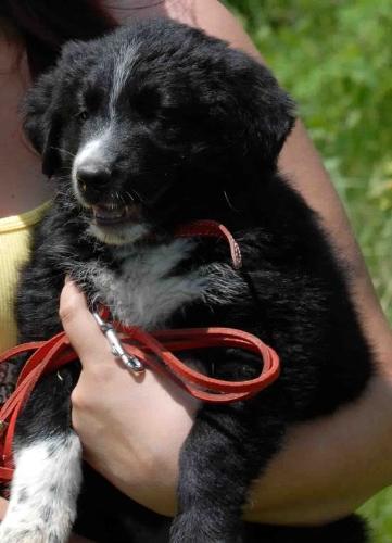 Romanian shepherd Corb - A new Romanian breed, it has not been registered as an official FCI breed.
