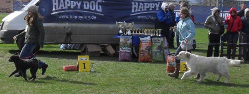 Junior handler - In the show ring at CAC Brasov 2011
