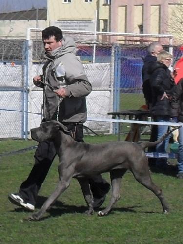 Great Dane - In the show ring at CAC Brasov 2011
