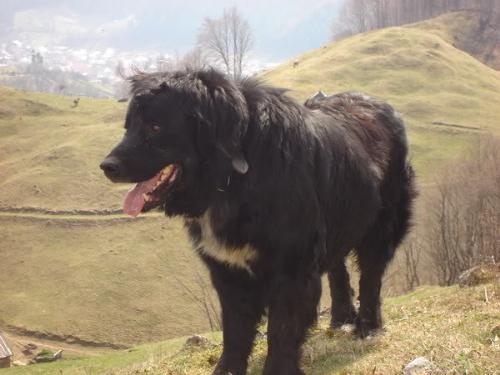 Romanian shepherd Corb - A new Romanian Shepherd