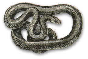Rat snake - Snake that eats rats, not rat that eats snakes. (Can you imagine???? *shudder*)