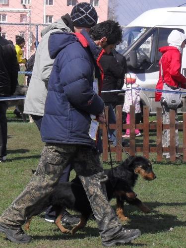Jagd Terriers - Waiting to enter the show ring at CAC Brasov 2011