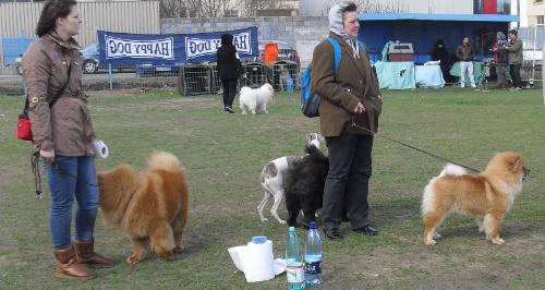 Whippet and Chow Chow - Waiting to enter the show ring at CAC Brasov 2011