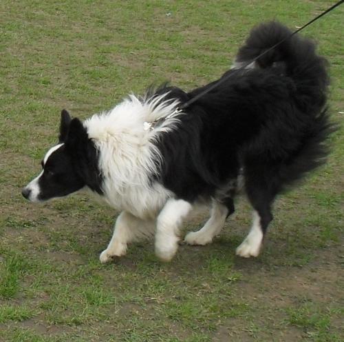 Border Collie - Waiting to enter the show ring at CAC Brasov 2011
