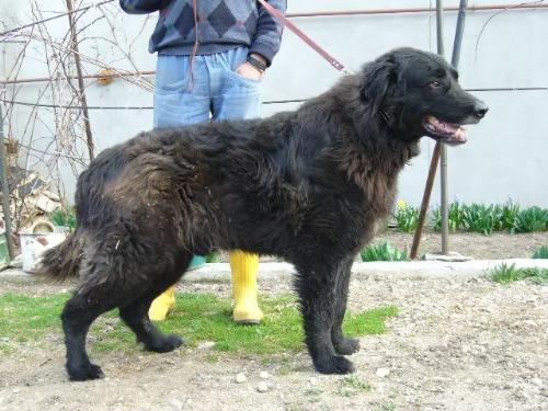 Romanian shepherd Corb - Ciobanesc Corb - a new Romanian Shepherd