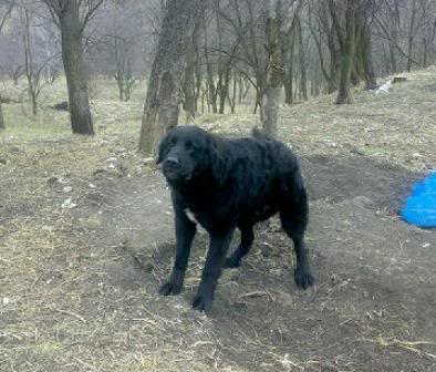 Romanian shepherd Corb - Ciobanesc Corb - a new Romanian Shepherd