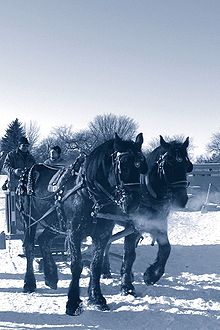 wintertime - A pair of draft horses pulling a sleigh.