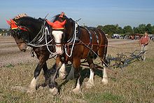 Shire Horses - Shire horses ploughing.