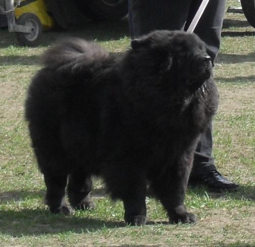 Chow Chow - In the show ring at CAC Brasov 2011