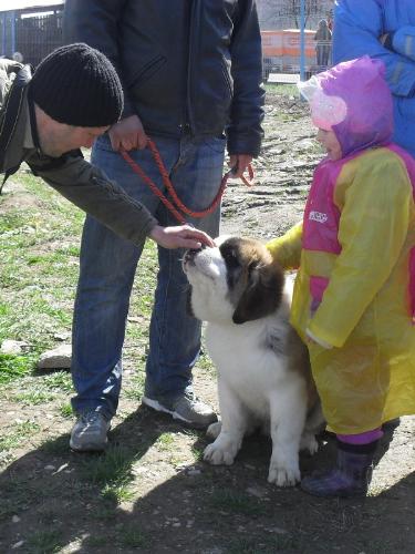 Saint Bernard puppy - Waiting to enter the show ring at CAC Brasov 2011