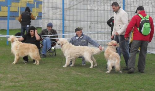 Golden Retrievers - In the show ring at CAC Brasov 2011