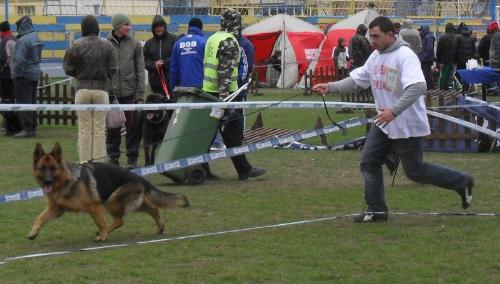 German Shepherd - In the show ring at CAC Brasov 2011