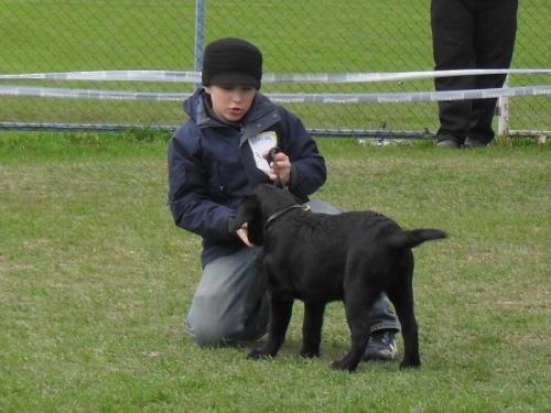 Labrador puppy - In the show ring at CAC Brasov 2011