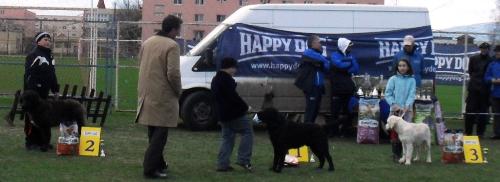 dog show winners - In the show ring at CAC Brasov 2011