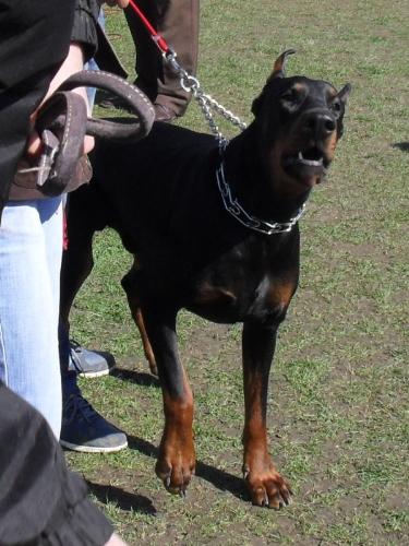 Doberman Pinscher - Waiting to enter the show ring at CAC Brasov 2011