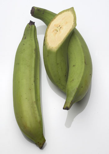 Plantain!  - A picture of a plantain.