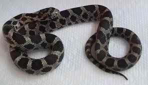 fox snake  - this kind of snake is non venomous