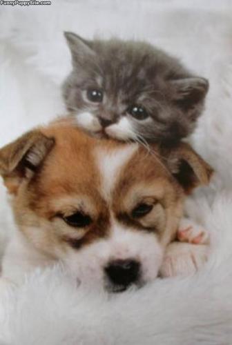 A random act of kindness - A kitten resting it's head on the head of a puppy.