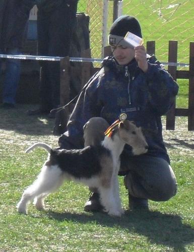 Fox Terrier - Waiting to enter the show ring at CAC Brasov 2011