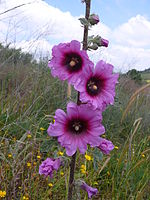 Flowers - These are hollyhocks. Very pretty flowers.