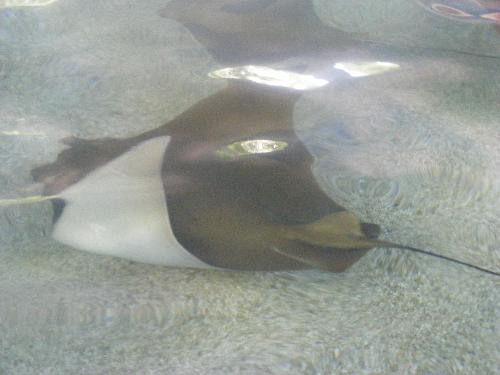 Sting ray at the Phoenix Zoo - Petting the sting ray was really cool