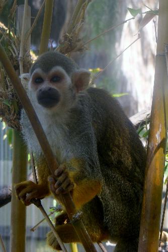 Monkey - Phoenix zoo