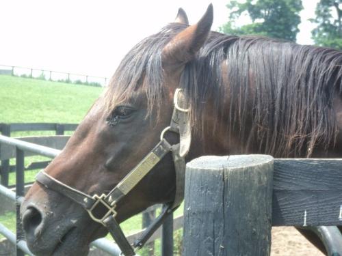 Leaving Seattle - A son of Seattle Slew at Old Equine retirement home for retired racehorses.