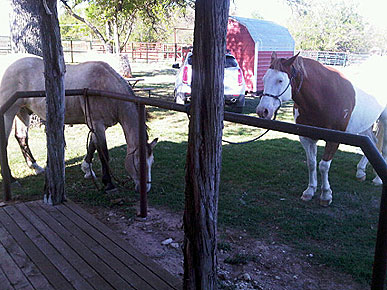 Waiting for the farrier. - These two horses are the ones waiting for the farrier.
