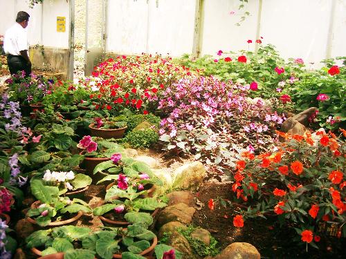 haggala flowers - Haggala Botanical garden in Sri Lanka