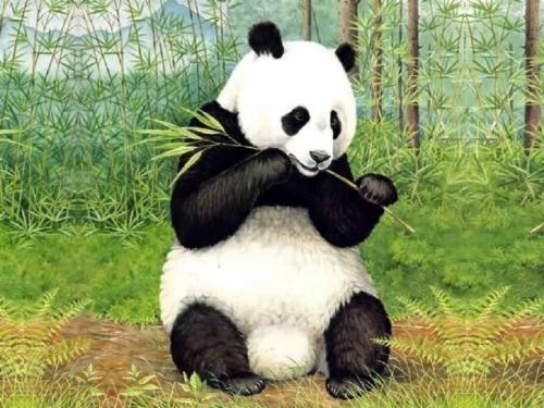 China panda  - i come from china chengdu,the hometown of panda...