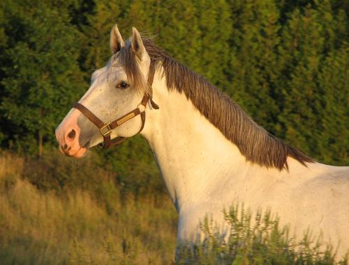 Great Photo - A wonderful photo of the stallion Greyheart!
