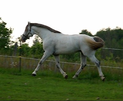 On the move - Greyheart has a beautiful trot!
