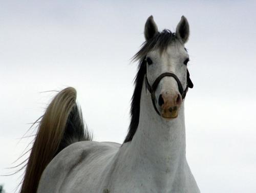 Pretty boy! - Greyheart is sure a beautiful horse! He takes my breath away!