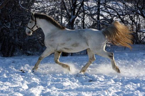 Gorgeous! - This is Greyheart having fun in the snow!