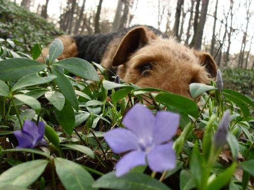 Hiding like a flower between flowers - Binne during a hike on Capela