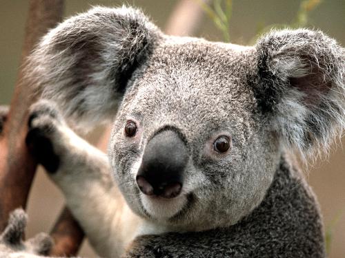 koala - Koala is found in coastal regions of eastern anad southern Australia.
