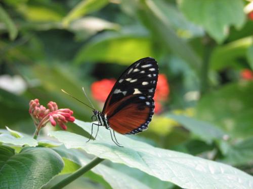 Butterfly - This picture was taken in TN while on vacation.  This peaceful butterfly was getting ready to eat from the flower next to it.