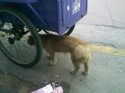 In looking for food dog - May 15,pat in shenzhen.A stray dog in the street,looking for food.