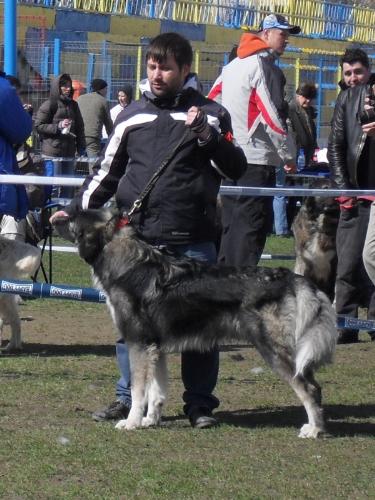 Romanian Shepherd - Carpatin - Waiting to enter the show ring at CAC Brasov 2011