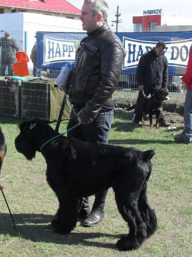 Giant Schnauzer - Waiting to enter the show ring at CAC Brasov 2011