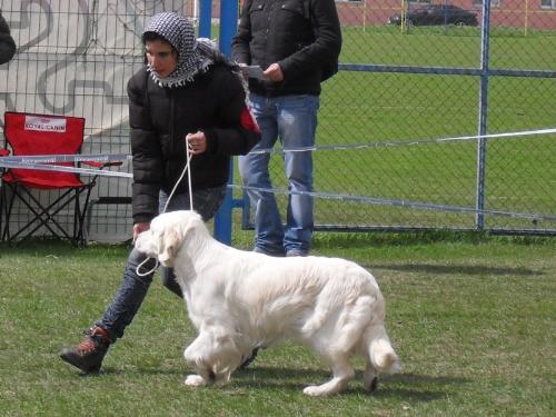 Golden Retriever - Waiting to enter the show ring at CAC Brasov 2011