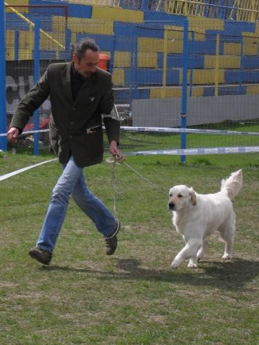 Golden Retriever - being judged the show ring at CAC Brasov 2011
