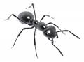 Black Ant - Black ant that likes sweets