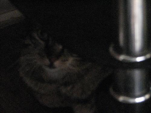 What a cutie - When I found her under the table, I had to get pictures.  Grainy, but it's still cute.