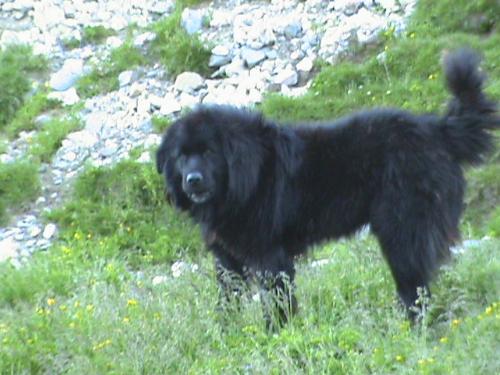 Romanian shepherd Corb - Ciobanesc Corb is its original name