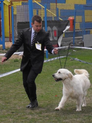 Golden Retriever - In the show ring at CAC Brasov 2011