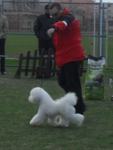 Bichon a Poil Frise - In the show ring at CAC Brasov 2011