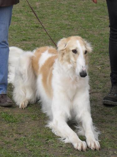 Borzoi - Waiting to enter the show ring at CAC Brasov 2011