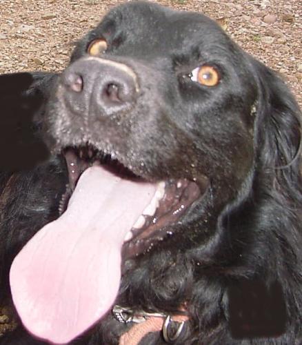 stormy's tongue - Close up of Stormy the dog with his tongue hanging out.
