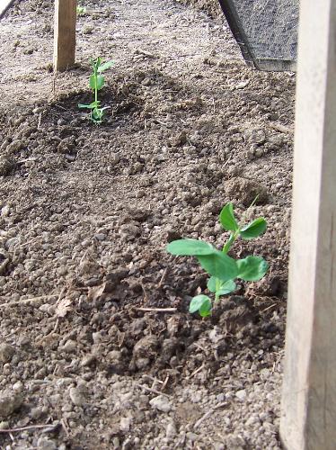 gardening - Two pea plants I recently planted.